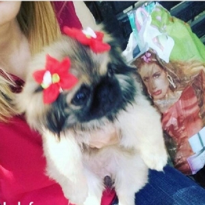 4 aylıq dişi pekines satılır tam sağlam tam peyvendli balad