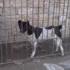 Alabay iti 1 yas 9 ayliqdi disidi cut vurulmuyub afcarka balasi ile