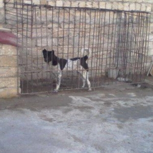 Alabay iti 1 yas 9 ayliqdi disidi cut vurulmuyub afcarka balasi ile