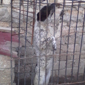 Alabay iti 1 yas 9 ayliqdi disidi cut vurulmuyub afcarka balasi ile