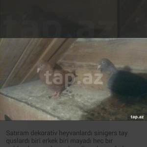 satıram sinigers tay quslardı bırı erkekdı bır maya dekartıv heyvanlar