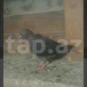 satıram sinigers tay quslardı bırı erkekdı bır maya dekartıv heyvanlar