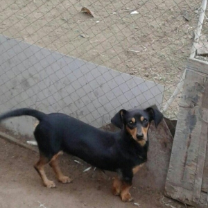 taksa satilir diwidi 1 yaş yarim. cut vurulmuyub. qapi sesine hurur. a