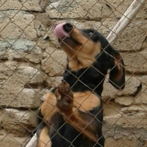 taksa satilir diwidi 1 yaş yarim. cut vurulmuyub. qapi sesine hurur. a