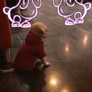 Avqustun 3 7kq pasaportu var tum awilari elenib  sortu golden retrieve