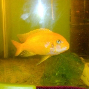 xisnik baliq novu ve pilasos tam saglamdilar problemi yoxdu razilasmaq