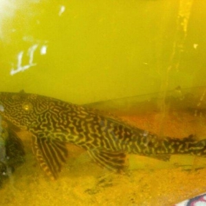 xisnik baliq novu ve pilasos tam saglamdilar problemi yoxdu razilasmaq