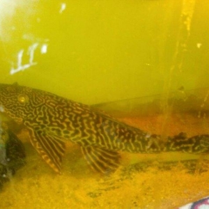 xisnik baliq novu ve pilasos tam saglamdilar problemi yoxdu razilasmaq