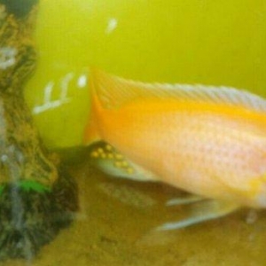 xisnik baliq novu ve pilasos tam saglamdilar problemi yoxdu razilasmaq