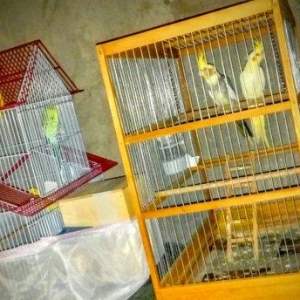 korella papuqay gutduler ev seraitinde baxilir ve tam saglam qusdular