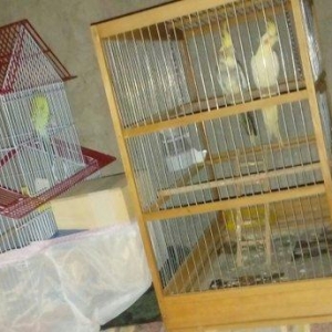 korella papuqay gutduler ev seraitinde baxilir ve tam saglam qusdular