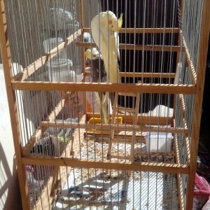 korella papuqay gutduler ev seraitinde baxilir ve tam saglam qusdular