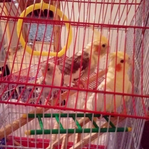 korella papuqay gutduler ev seraitinde baxilir ve tam saglam qusdular