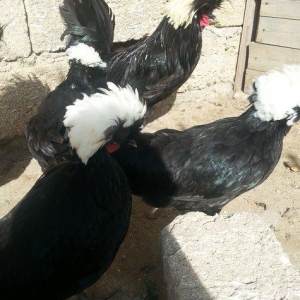 Rahibeler 3 fere 2 xoruz 11 ayliqdi işimden bağlı baxa bilmirem diye