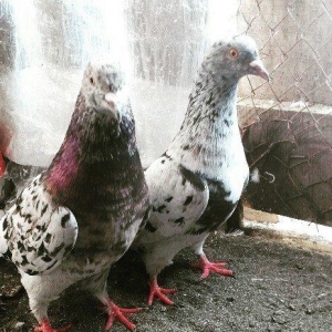 Temiz qan ebresler erkey maya yumurtaya qovur real