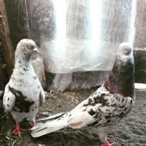 Temiz qan ebresler erkey maya yumurtaya qovur real alıcı narahat etsin