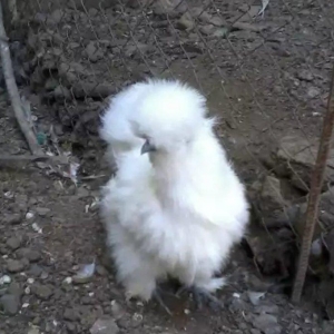 Sekiller ozderinin deyil.4 bramadi 4 orpintondu 2 