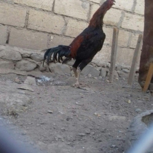 14 ayliqdi çox tərifləmiyecem başı çıxan  bilir nədir. Super davası va