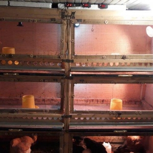 Bruder 600 cuce tutumlu ozume 550 manata basa gelib bunu yigmag cox