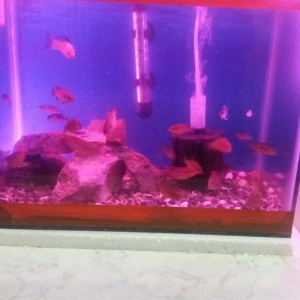 akvarium icinde 10 15 edet balig su nasosu qizdirici isiq daslar qurun