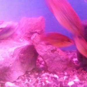 akvarium icinde 10 15 edet balig su nasosu qizdirici isiq daslar qurun