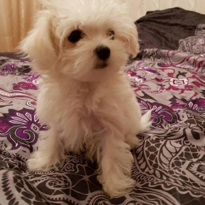 3 ayliq maltez balonkasi balasi satilir. Atasi ve anasi ozumdedi. Atas