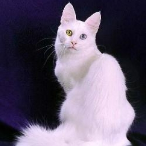 anqora ve bawqa sort piwikde olsa olar. temiz ev p