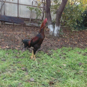 9 aylıq beçedi, super dixanyası var.Pul lazımdı deye satıram. Real qiy