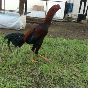 9 aylıq beçedi, super dixanyası var.Pul lazımdı deye satıram. Real qiy