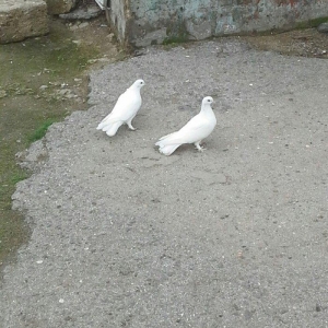 aq mayalardi biri pavlinden cixma mayadir 18 tukdu