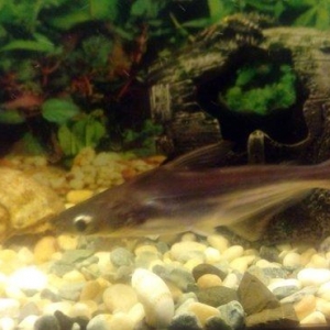 Salam Akula Balixlari Satilir 16 sm di olculeri Ve