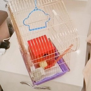 quş qefesi. ela veziyyetdedir.yuvasi yem qabi. su qabi. qum qabi. yell