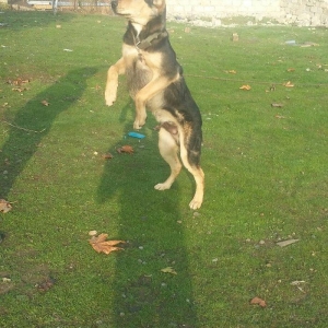 bogus iti balasinsatilir razilasma yolu gujdu bogus iti qizilin balasi