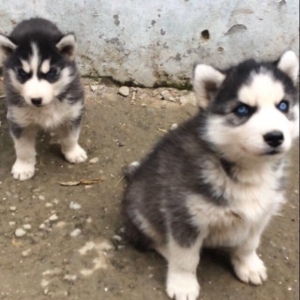 Salam temiz xaski balaları satlır 1 ay 11 günlükdüler qurd dermanları