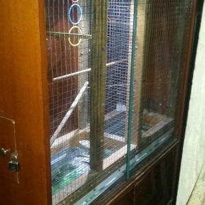 papuqaylar üçün iri qəfəsdi iki yuvası, işıqı, yay qapısı, qış qapısı