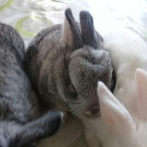 kiçik dovşan balaları satılır. Sağlam və təmizdilər. Dovşan balaları ç