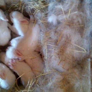 kiçik dovşan balaları satılır. Sağlam və təmizdilər. Dovşan balaları ç