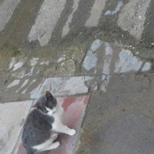 Evi pişiklər Temiz ve yaxsi pişiklerdi.Ancaq evde saxlayın ve yaxsi ba