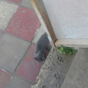 Evi pişiklər Temiz ve yaxsi pişiklerdi.Ancaq evde saxlayın ve yaxsi ba