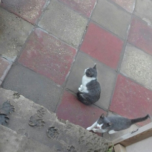 Evi pişiklər Temiz ve yaxsi pişiklerdi.Ancaq evde saxlayın ve yaxsi ba