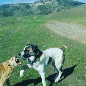 qurd basar satlir ozum 260 manata almisdim 3 ayiqinda 18 ayliqdi indi