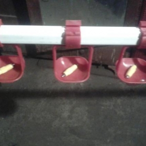 Salam toyuqlar cuceler bildircinlerin rahat ve dai