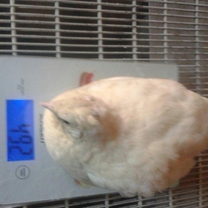 Temiz texas sortu bildircinlerin mayali yumurtasin satiram 5,10dene yu