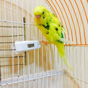 Papuqay satilir 2.ay yarimligdi cexden donmedi. Qiymet sondur awagi ye