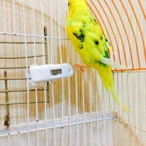 Papuqay satilir 2.ay yarimligdi cexden donmedi. Qiymet sondur awagi ye