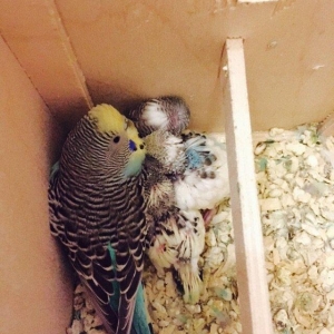 Papuqay satılır 1.yaw yarımlıgdı 3.defe bala verib balalarına cox yaxw