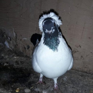 Qizgin tam saglam manax mayadi.cavan quwdu. Bawi xalli oldugu ucun