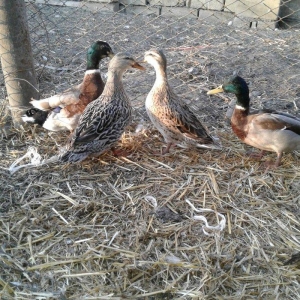 cöl ördeyleri nadir rengde gümüşü ve gizili real alijilar zeng vursun