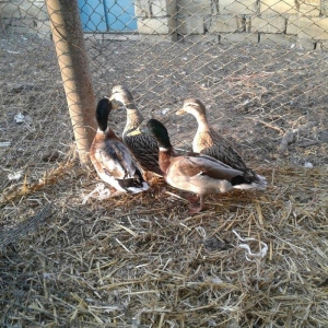 cöl ördeyleri nadir rengde gümüşü ve gizili real alijilar zeng vursun