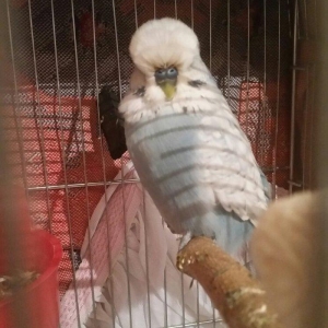 Temiz qan Show Jumbo cutluyu satilir yuva hazirlayirlar il yarimliqdil